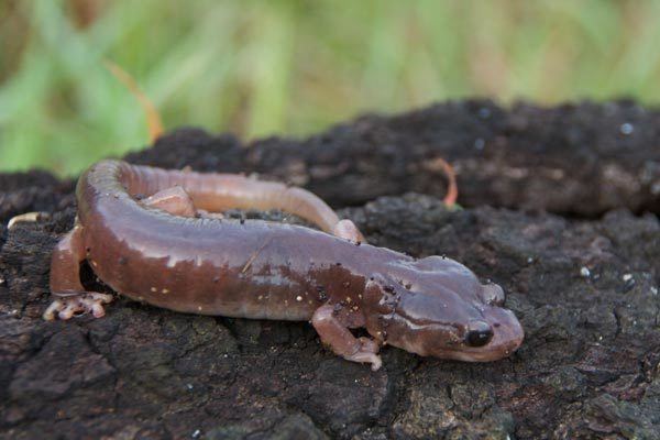 Arboreal salamander Wild Herps Arboreal Salamander Aneides lugubris