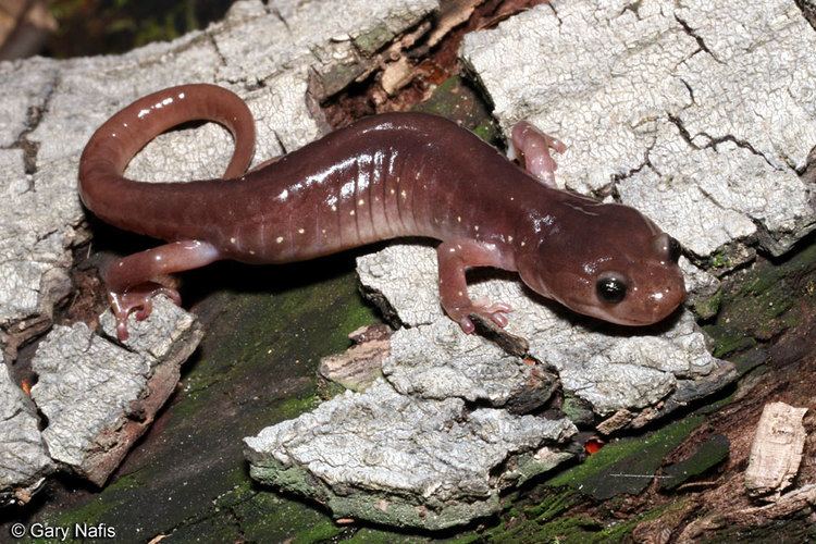 Arboreal salamander wwwcaliforniaherpscomsalamandersimagesalugubr