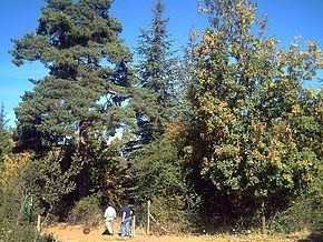 Arboretum La Alfaguara httpsuploadwikimediaorgwikipediacommonsthu