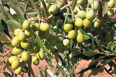 Arbosana Arbosana Calasa Gulch Olive Tree Farm