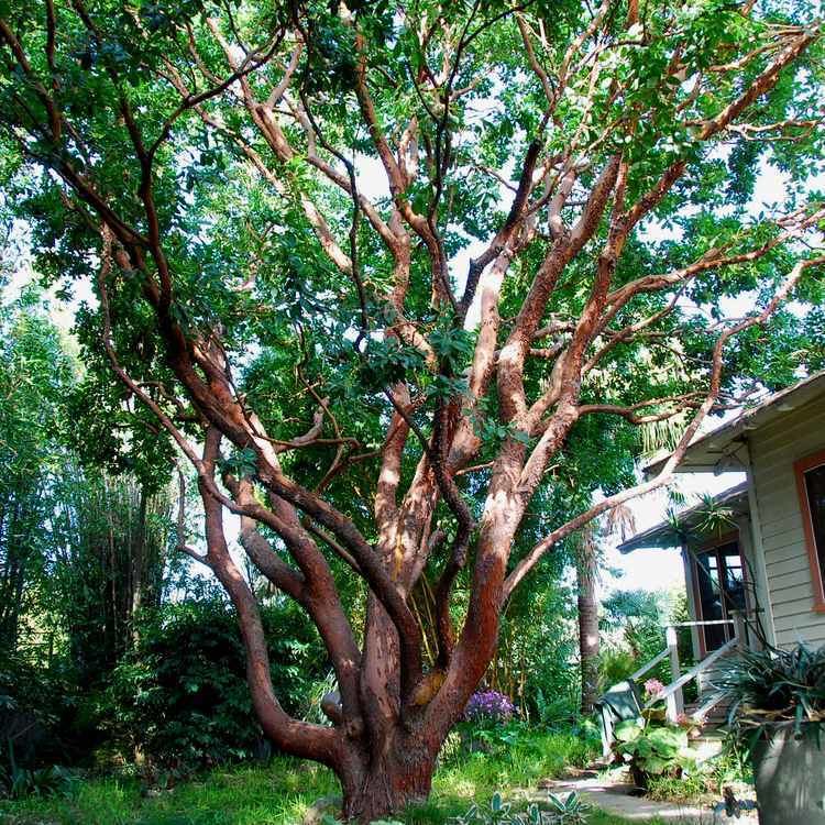 Arbutus San Marcos Growers gtArbutus Garden