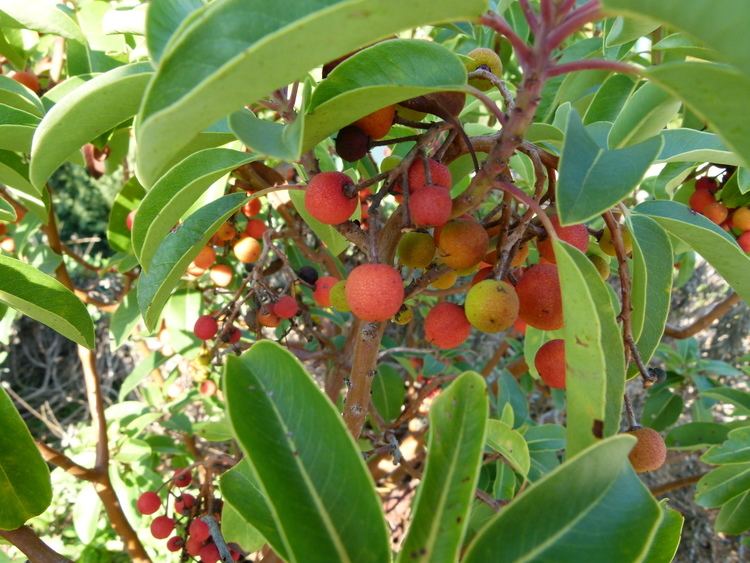 Arbutus andrachne FileArbutus andrachne fruits 2JPG Wikimedia Commons