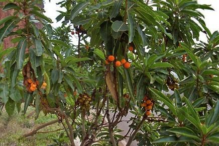 Arbutus canariensis Canary Strawberry Tree La Palma Travel