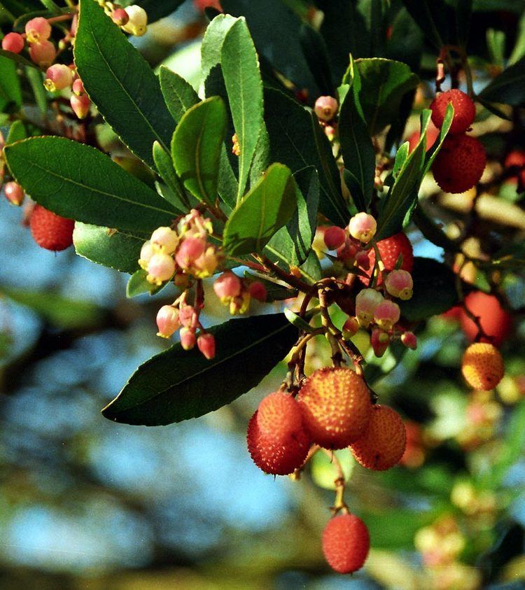 Arbutus 1000 images about Arbutus Tattoo on Pinterest Trees Tree back