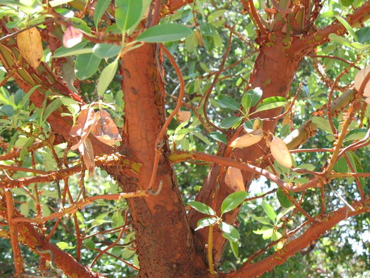 Arbutus menziesii Arbutus menziesii The Watershed Nursery