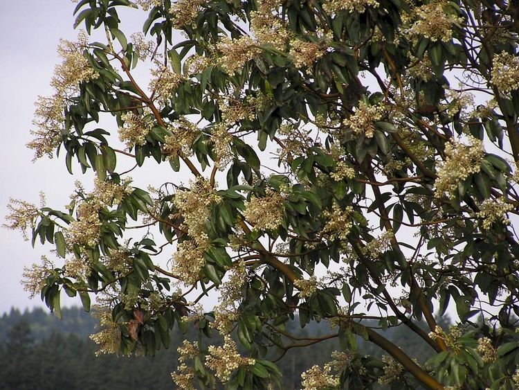 Arbutus menziesii Pacific Madrone Arbutus menziesii Pacific northwest native tree