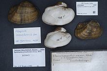 Arc-form pearly mussel httpsuploadwikimediaorgwikipediacommonsthu