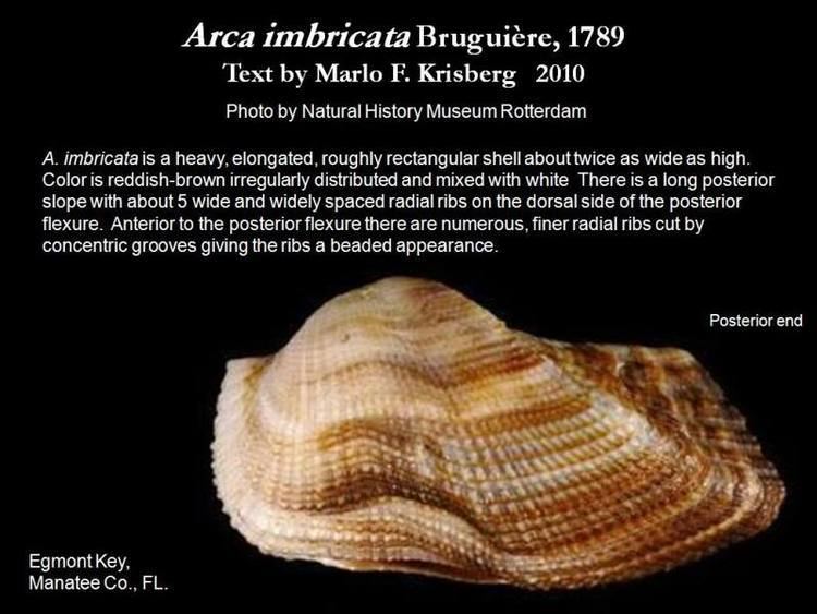 Arca imbricata Arca imbricata Bruguire 1789 Let39s Talk Seashells