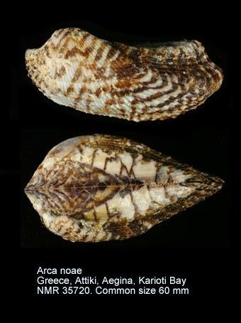 Arca noae HomeNATURAL HISTORY MUSEUM ROTTERDAM Mollusca Bivalvia