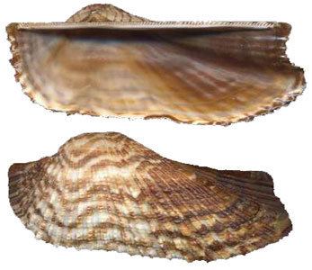 Arca noae Molluska Sea Food Trade shells and echinoderms