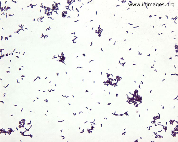 Arcanobacterium haemolyticum Arcanobacterium Images Partners Infectious Disease Images