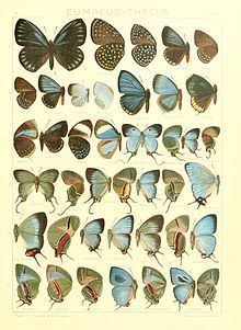 Arcas (butterfly) httpsuploadwikimediaorgwikipediacommonsthu