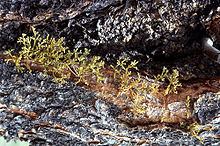 Arceuthobium americanum httpsuploadwikimediaorgwikipediacommonsthu