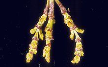 Arceuthobium campylopodum httpsuploadwikimediaorgwikipediacommonsthu