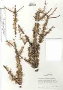 Arceuthobium douglasii hasbrouckasueduimglibseinetViscaceaeherbariu
