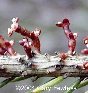 Arceuthobium pusillum Shrubs of Wisconsin Arceuthobium pusillum eastern dwarf mistletoe