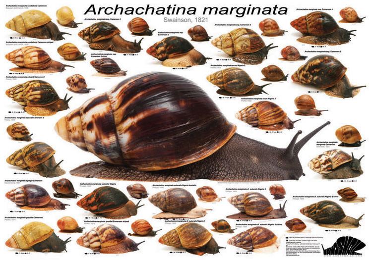 Archachatina marginata Poster of Archachatina marginata for sale