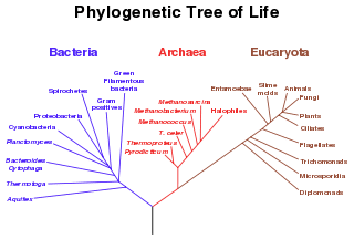 Archaea Archaea New World Encyclopedia