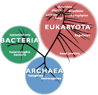 Archaea wwwucmpberkeleyedualllifeimagesdomainssmallgif