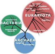 Archaea wwwucmpberkeleyedualllifeimagesdomainssmallgif