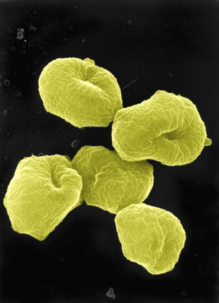 Archaea About Microbiology Archaea