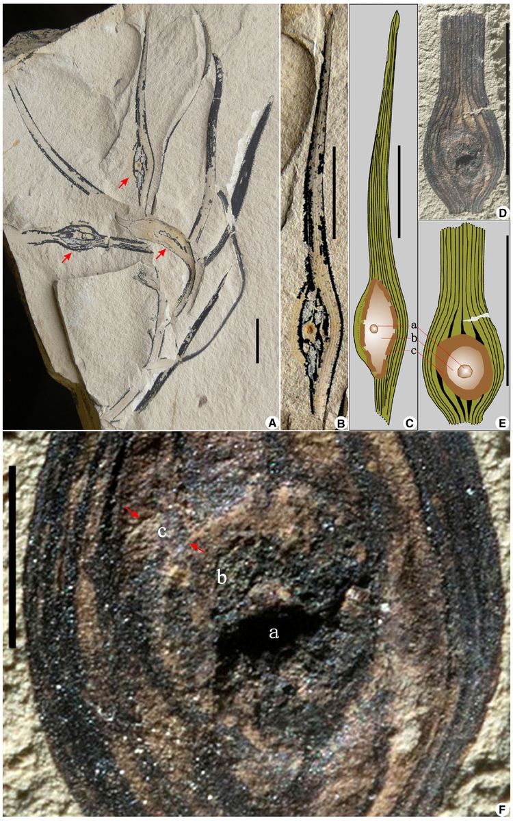 Archaeamphora Frontiers Early Cretaceous Archaeamphora is not a carnivorous