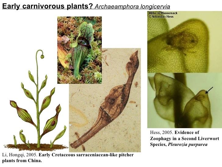 Archaeamphora Evolution of Carnivorous and Paracarnivorous Plants