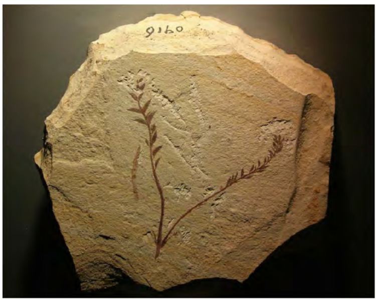 Archaefructus Fossil of Archaefructus liaoningensis one of the earliest
