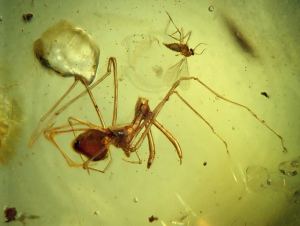 Archaeidae Spider Assassins Archaeidae