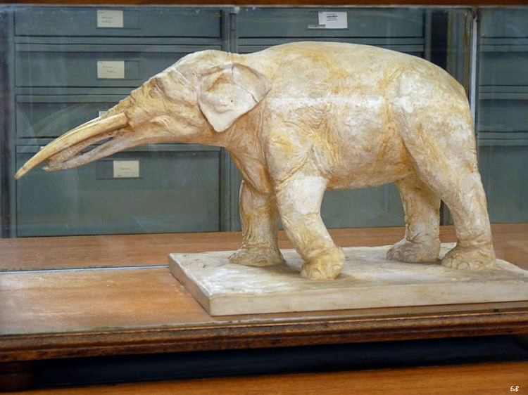 Archaeobelodon I give you the Platybelodon the real life ancestor of the modern