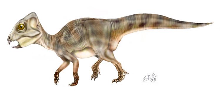 Archaeoceratops archaeoceratops DeviantArt