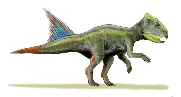 Archaeoceratops httpsuploadwikimediaorgwikipediacommons66