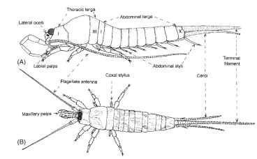 Archaeognatha Arachnida Insects