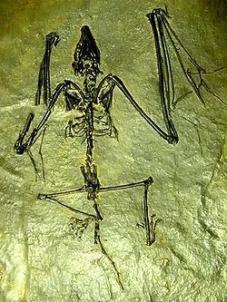 Archaeonycteridae httpsuploadwikimediaorgwikipediacommonsthu
