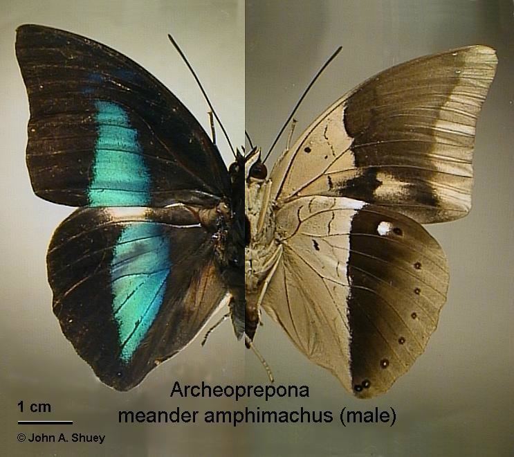 Archaeoprepona Archaeoprepona
