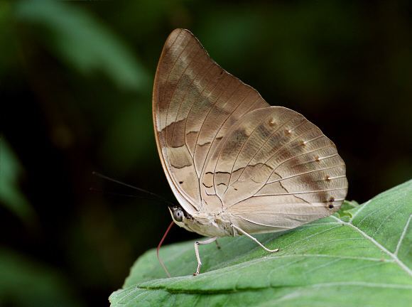 Archaeoprepona demophon Butterflies of Amazonia Archaeoprepona demophon