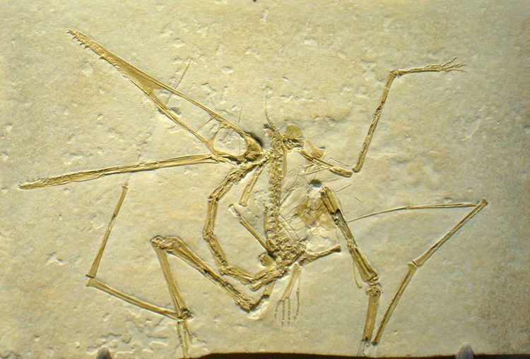 Archaeopterodactyloidea
