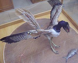 Archaeopterygidae httpsuploadwikimediaorgwikipediacommonsthu