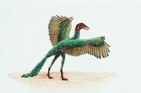 Archaeopteryx Archaeopteryx one of the earliest prehistoric birds