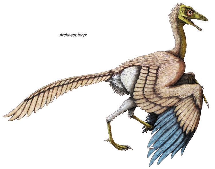 Archaeopteryx World39s oldest bird Archaeopteryx 39wore feather trousers39 The