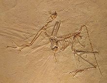 Archaeopteryx httpsuploadwikimediaorgwikipediacommonsthu