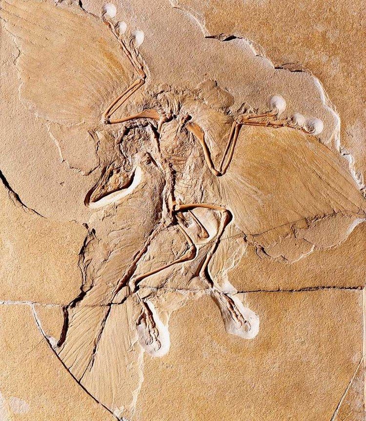 Archaeopteryx Archaeopteryx Facts about the Transitional Fossil