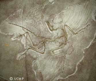 Archaeopteryx Archaeopteryx