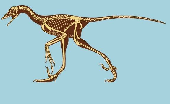 Archaeopteryx Archaeopteryx Facts about the Transitional Fossil