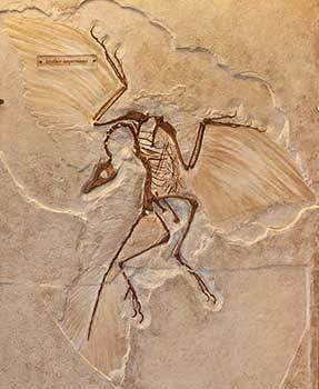 Archaeopteryx Archaeopteryx