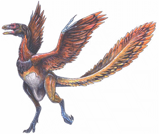 Archaeopteryx Archaeopteryx lithographica the first bird