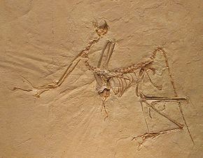 Archaeornithes httpsuploadwikimediaorgwikipediacommonsthu