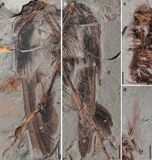 Archaeornithura The oldest record of ornithuromorpha from the early cretaceous of