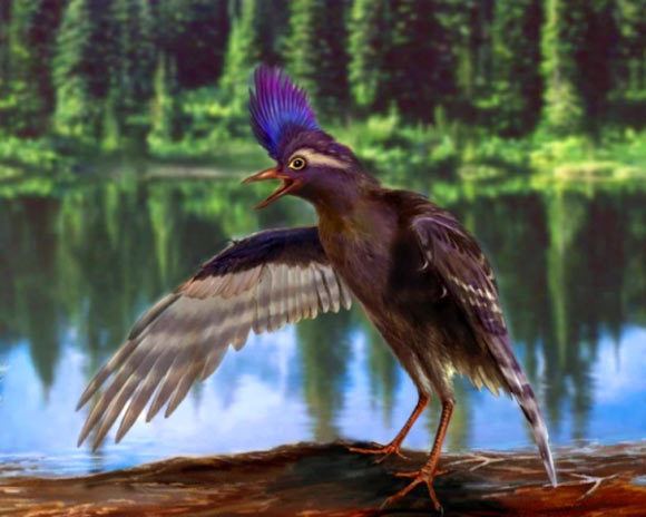 Archaeornithura Archaeornithura meemannae Earliest Known Ancestor of Modern Birds