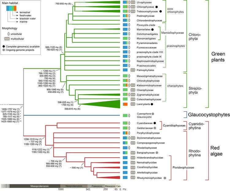 Archaeplastida Diversity and evolution of algae primary endosymbiosis Frederik